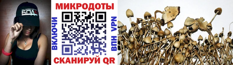 Псилоцибиновые грибы Psilocybe  Купить закладки  Трубчевск 